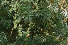 Passiflora caerulea
