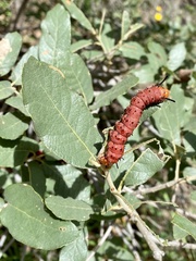 Anisota oslari
