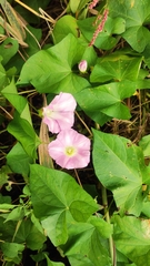 Calystegia sepium spectabilis
