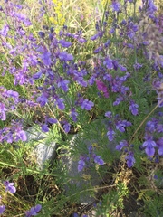 Teucrium orientale