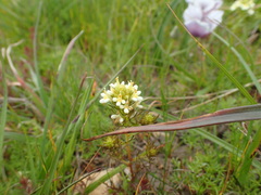 Triphysaria floribunda