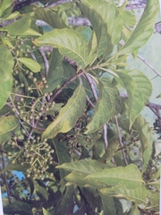 Tarenna sambucina