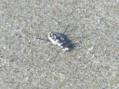 Habroscelimorpha dorsalis