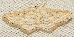 Idaea elongaria