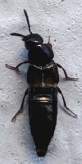 Staphylinidae