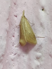 Scirpophaga