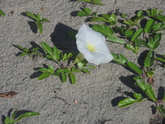Ipomoea imperati