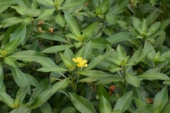 Ludwigia hexapetala