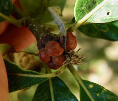 Andricus quercusstrobilanus