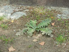 Verbascum sinuatum