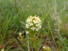 Triphysaria floribunda