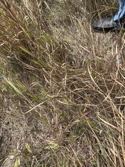 Bouteloua curtipendula