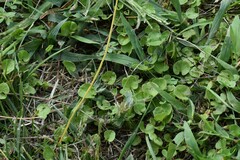 Hydrocotyle verticillata