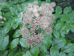Aralia cordata