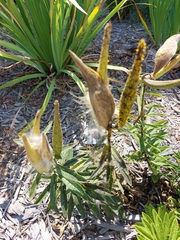 Asclepias syriaca