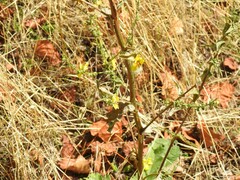 Verbascum sinuatum