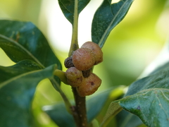 Andricus quercusstrobilanus