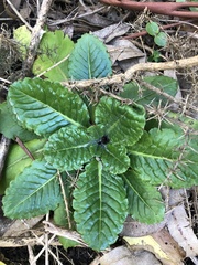 Chaptalia arechavaletae