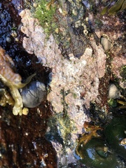 Chamberlainium tumidum