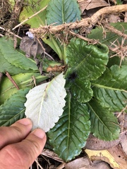 Chaptalia arechavaletae