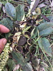 Dorstenia brasiliensis