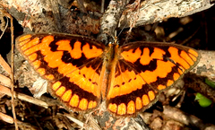 Byblia