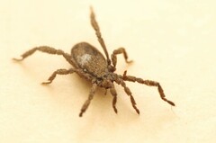 Anelasmocephalus cambridgei