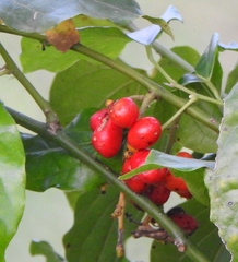 Aucuba japonica