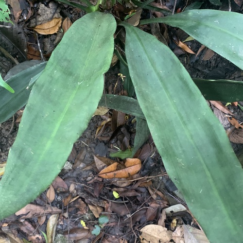 Hanguana neglecta, photograph 1