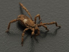 Anelasmocephalus cambridgei