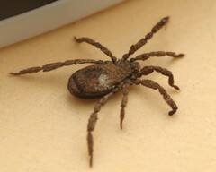 Anelasmocephalus cambridgei