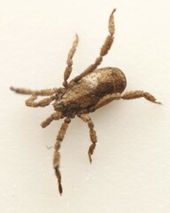 Anelasmocephalus cambridgei