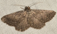 Rhoptria asperaria