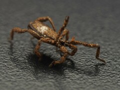 Anelasmocephalus cambridgei