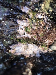 Chamberlainium tumidum