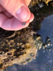 Chamberlainium tumidum