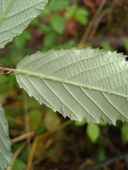 Rubus procerus