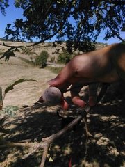 Andricus quercustozae