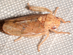 Ponana quadralaba