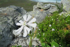 Silene undulata