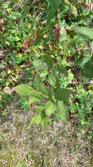 Rubus pensilvanicus