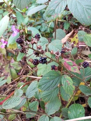Rubus