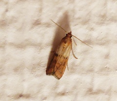 Plodia interpunctella