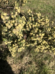 Baccharis dracunculifolia