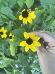Rudbeckia