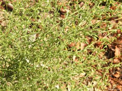 Dittrichia graveolens