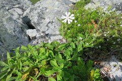 Silene undulata