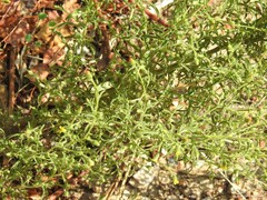 Dittrichia graveolens