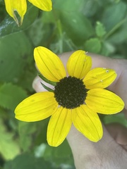 Rudbeckia