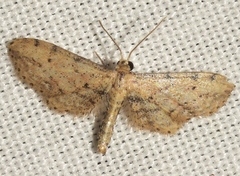 Idaea incalcarata